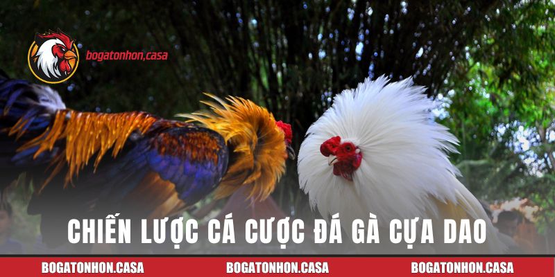 Chiến lược cá cược đá gà hiệu quả cho tân thủ