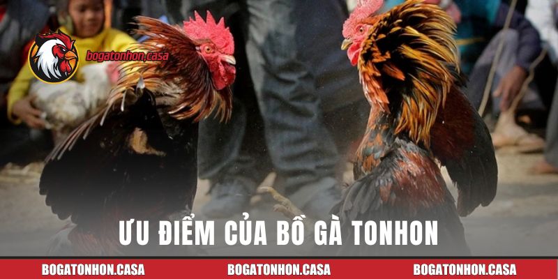 Ưu điểm khiến Bồ Gà Tonhon được ưa chuộng