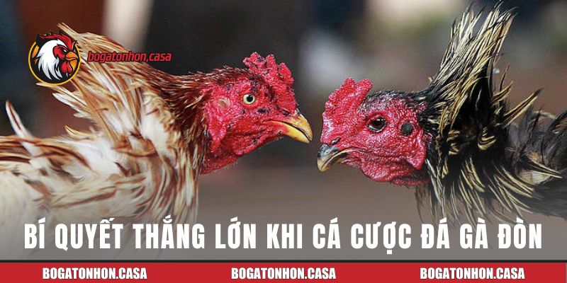 Bí quyết giúp người chơi thắng lớn khi cá cược đá gà