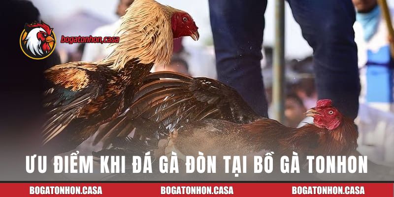 Ưu điểm nổi bật khi tham gia cá cược tại Bồ Gà Tonhon