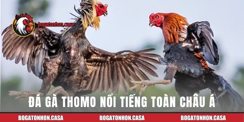 Đá gà Thomo nổi tiếng toàn châu Á