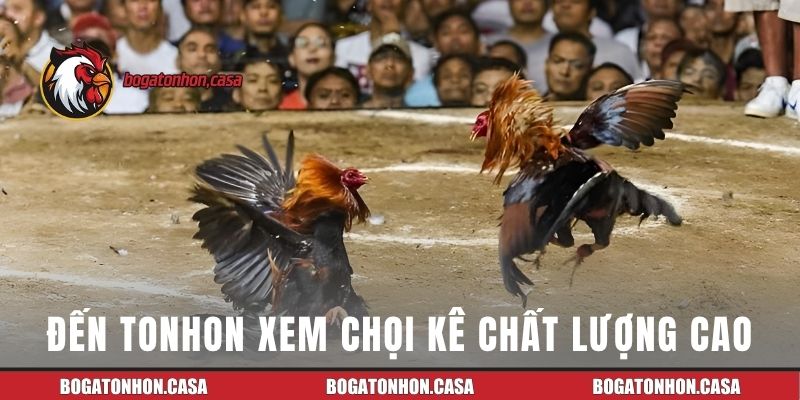 Đến Tonhon xem chọi kê chất lượng cao
