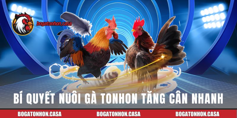 Bí quyết chăm sóc chiến kê