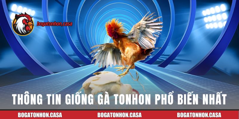 Giống gà đá phổ biến nhất