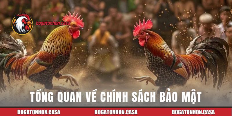 Tổng quan về chính sách bảo mật của Bồ Gà Tonhon