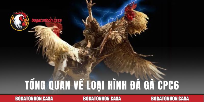 Tổng quan về loại hình đá gà CPC6