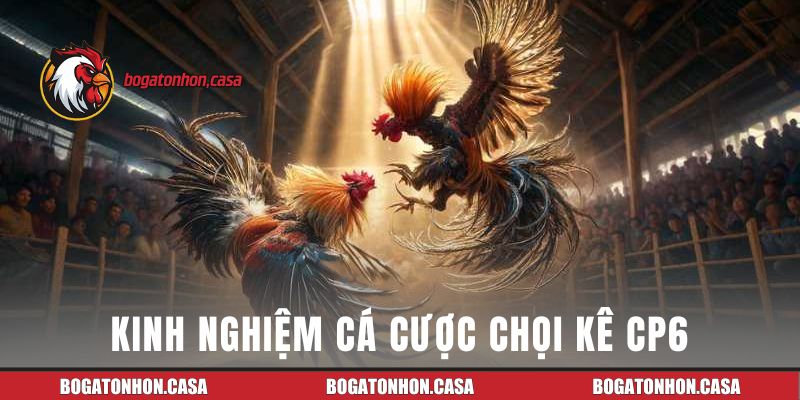 Kinh nghiệm cá cược chọi kê CPC6 cho người chơi