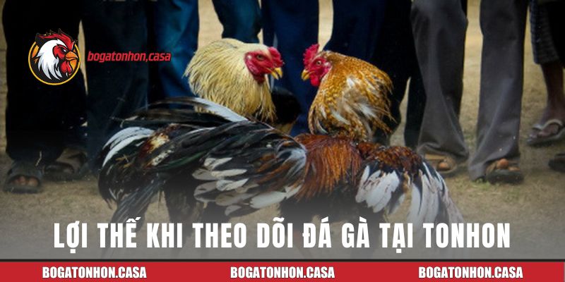 Lợi thế khi theo dõi đá gà tại Tonhon
