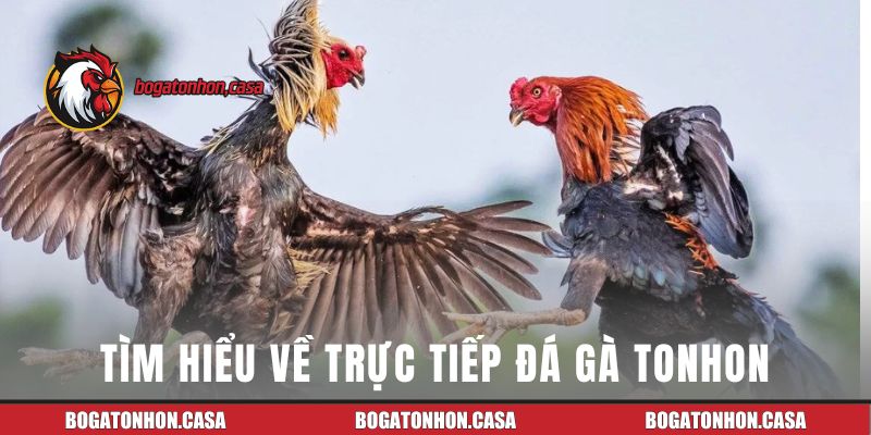 Tìm hiểu về hình thức trực tiếp đá gà Tonhon