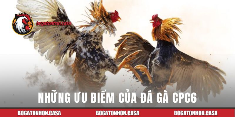 Những ưu điểm của đá gà CPC6